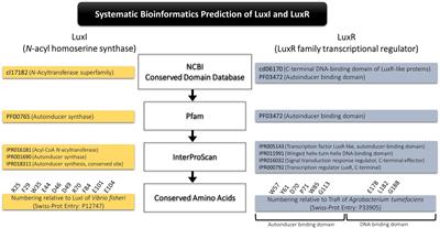 In silico Analysis Reveals Distribution of Quorum Sensing Genes and Consistent Presence of LuxR Solos in the Pandoraea Species